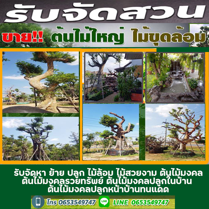 10 ต้นไม้จัดสวนกลางแจ้ง ทนแดดแรง ๆ ของเมืองไทยได้สบาย ปี 2023