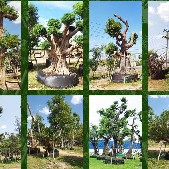 ไม้ล้อมจัดสวนอำเภอเมือง นนทบุรี